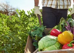 agricultura familiar